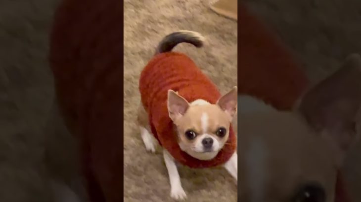 🥨 #チワワ #スムースコートチワワ #犬 #chihuahua #smoothchihuahua #dog #スムチー #いぬ #ペット #pets #tokyo #小型犬