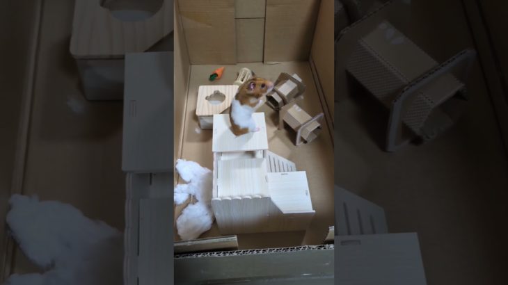 ハム遊び場#ハムスター#ペット#かわいい#cute #애완동물#宠物#Pets#hamster#햄스터#癒し#犬#猫#キッズ#子供 #ポケモン#ポケカ#Pokemon#Kids#asmr