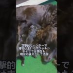 ペットにしたい犬の紹介 #ジャーマンスパニエル #犬好きさんと繋がりたい #犬のいる暮らし #図鑑 #dog