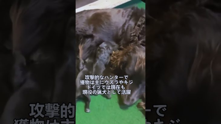 ペットにしたい犬の紹介 #ジャーマンスパニエル #犬好きさんと繋がりたい #犬のいる暮らし #図鑑 #dog