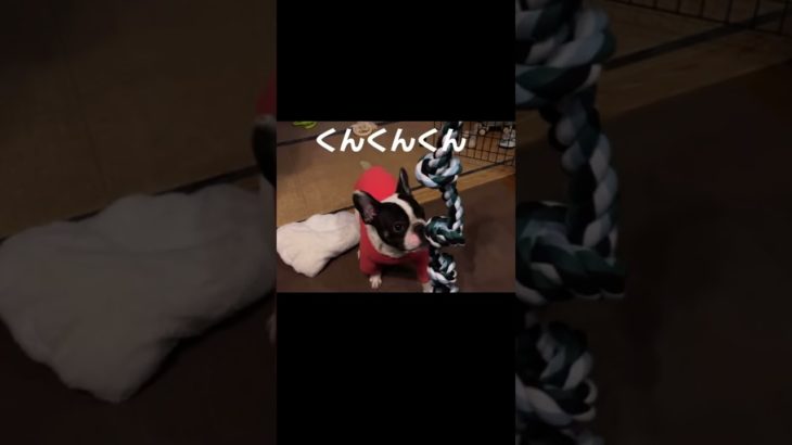 #ペット　#フレンチブルドッグ　#フレブル　#愛犬　#かわいい　#おもしろ #わんこ　#dog #FrenchBulldog #funny#ぷる太 #ぷるちゃん #ロープ #ダッシュ