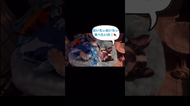 ぷる太くん就寝です🛌✨ #ペット　#フレンチブルドッグ　#フレブル　#愛犬　#かわいい　#おもしろ #わんこ　#dog #FrenchBulldog #funny#ぷる太 #ぷるちゃん