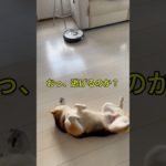 ルンバとの戦い、リベンジ　#柴犬との暮らし #dog #ペット #柴犬 #shiba #shibainu #shorts #funny #おもしろ　#かわい