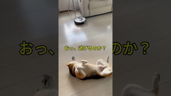 ルンバとの戦い、リベンジ　#柴犬との暮らし #dog #ペット #柴犬 #shiba #shibainu #shorts #funny #おもしろ　#かわい