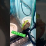 カエルが眠る瞬間…#アカメアマガエル #ペットのいる暮らし #爬虫類 #frog #treefrog #reptiles #animalshorts