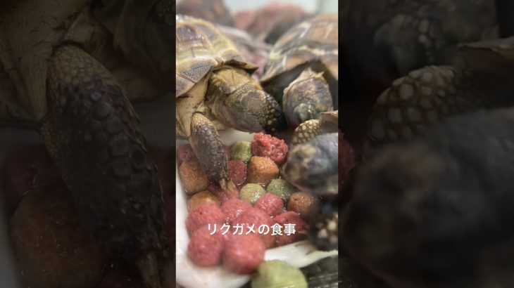#japan #日本 #福岡 #九州 #爬虫類 #reptiles #亀 #リクガメ #ペットショップ #ペット #pet #shop