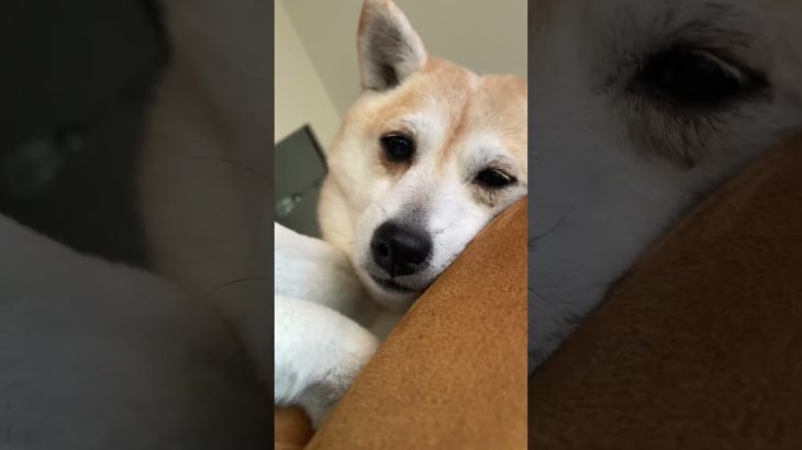 いい画角発見#ペット #pets #しばいぬ #まめしば #かわいい #いやし