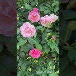 スパニッシュ ビューティ #バラ苗 #rose　#篠宮バラ園