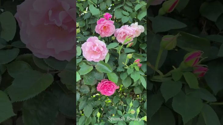 スパニッシュ ビューティ #バラ苗 #rose　#篠宮バラ園