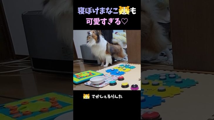 寝ぼけまなこシェルティも可愛いすぎる♡【会話ボタンでしゃべる犬】 #shorts #dog