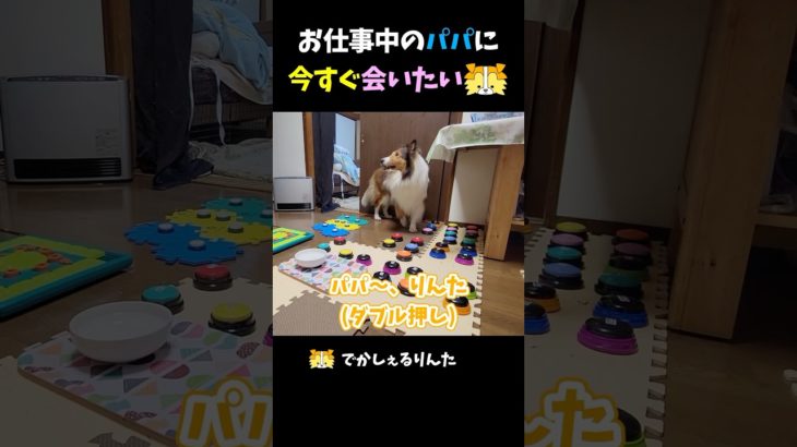 お仕事中のパパに今すぐ会いたいシェルティ【会話ボタンでしゃべる犬】 #shorts #dog