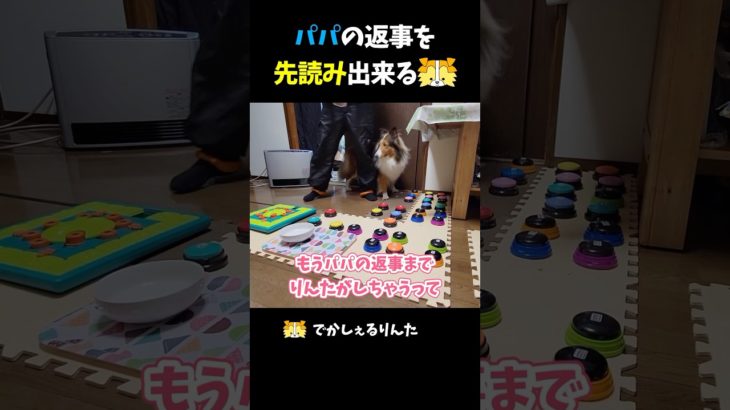パパの返事を先読み出来るシェルティ【会話ボタンでしゃべる犬】 #shorts #dog