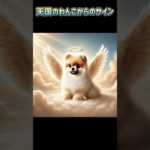 天国のわんこからのサイン　#shorts#犬#わんちゃん#dog#ペット#動物#bgm#ai