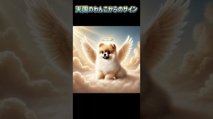 天国のわんこからのサイン　#shorts#犬#わんちゃん#dog#ペット#動物#bgm#ai