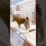 【柴犬】おトイレ上手な柴ちゃん！#shorts#pets#dog #柴犬#ペットショップ＃ペッツワン城山店