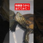 縦読みで読んでみて🐢💕#short#亀#ペット#可愛い#バズる#ウンキュウ#流行る#人気#turtle #好き#おもしろい#爆笑#面白い#楽しい#かめ