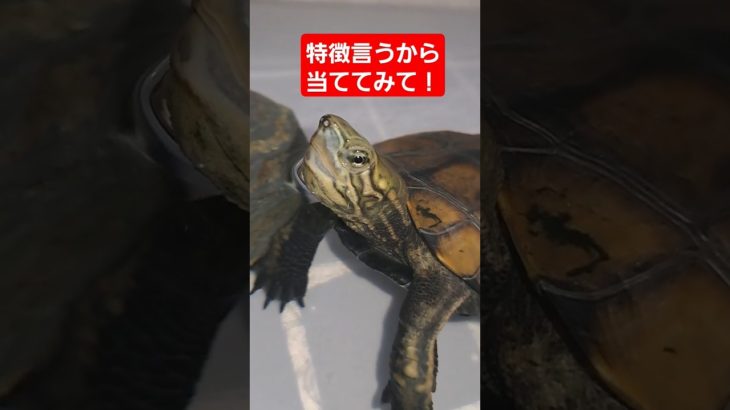 縦読みで読んでみて🐢💕#short#亀#ペット#可愛い#バズる#ウンキュウ#流行る#人気#turtle #好き#おもしろい#爆笑#面白い#楽しい#かめ