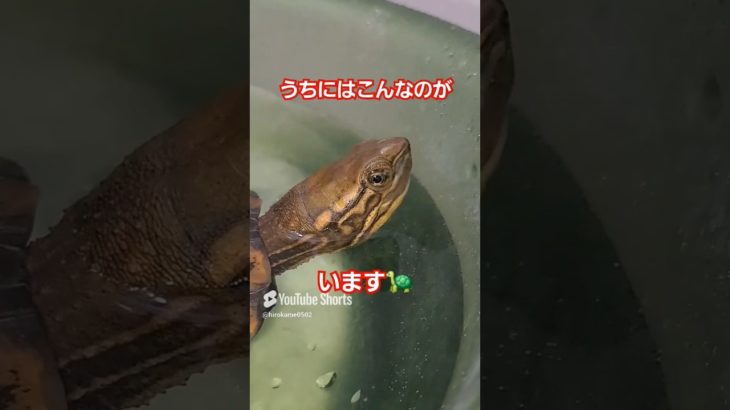 うちにはこんなのがいます🐢#short#亀#ペット#可愛い#バズる#ウンキュウ#流行る#人気#turtle #爬虫類 #面白い#楽しい#爆笑#歌#曲#自慢#かめ