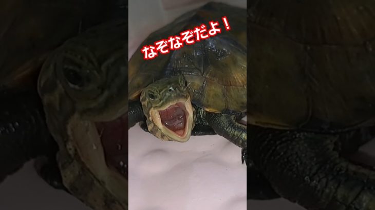 なぞなぞって楽しいな～🐢#short#亀#ペット#可愛い#バズる#ウンキュウ#流行る#人気#turtle #クイズ#なぞなぞ#問題#楽しい#面白い#みかん#愛媛県#かめ