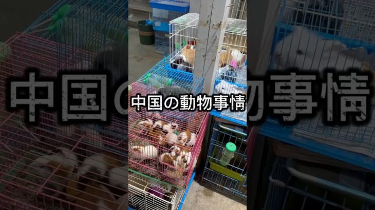 【闇】中国のペット事情【中国】