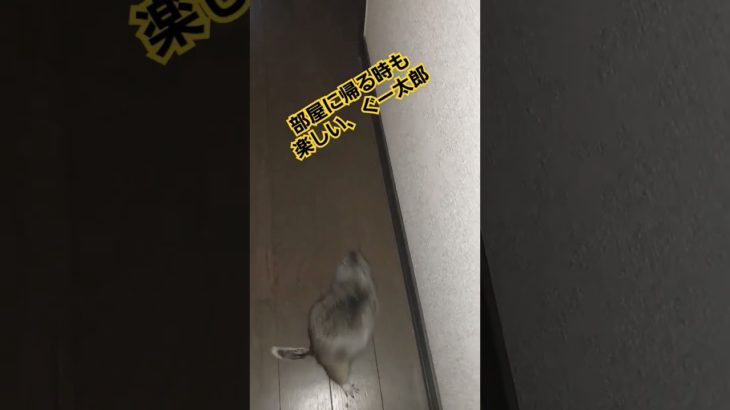 飼い主について部屋を出てみた　#リチャードソンジリス #ペット #リス #かわいい