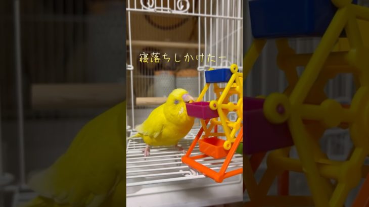 遊びながら寝落ちするインコ #ペット #インコ #癒し