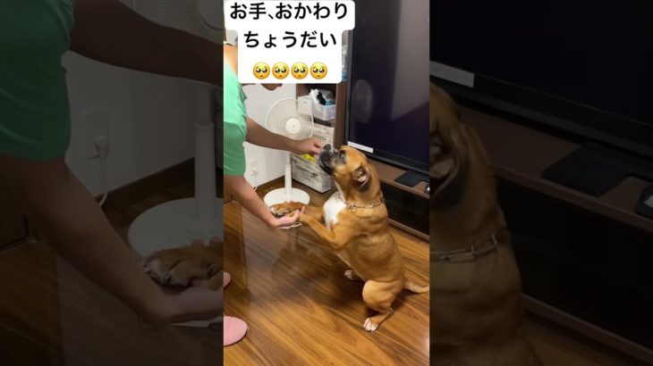 オールドイングリッシュブルドッグ#犬 #ペット #ブルドッグ #癒し