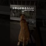 オールドイングリッシュブルドッグ#犬 #ペット #ブルドッグ #癒し