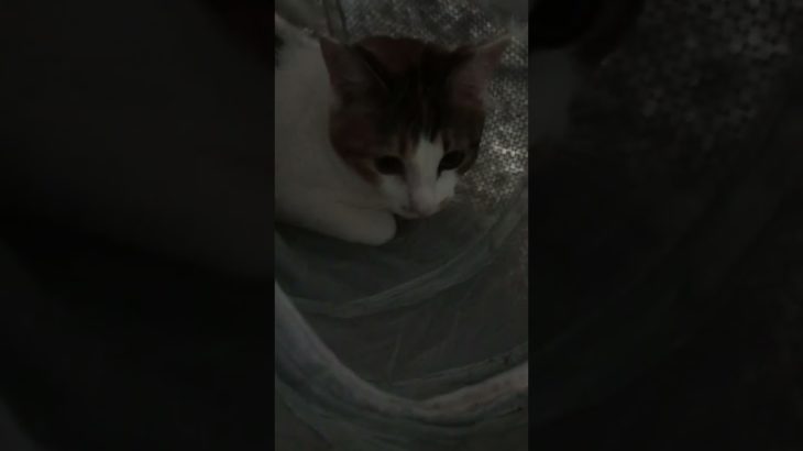 今日はとても暖かく買い物に行ってきました。ペットショップで猫ちゃん見てきました。