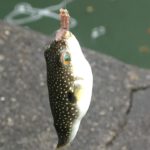 新たにペットを飼います