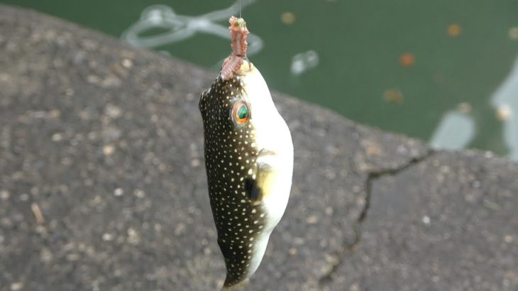 新たにペットを飼います