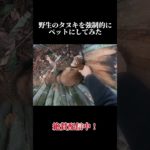 「切り抜き」タヌキを強制的にペットにしてみた#タヌキ#サバイバル