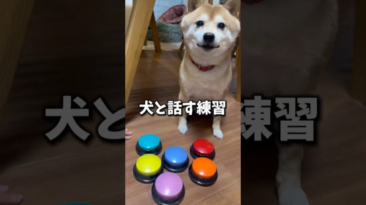 愛犬との会話の練習はじめました♡  #ペットボタン#柴犬 #豆柴