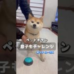 ペットボタンを学習中の末っ子ルーカス💙ルーカスは両親のどっちに似たのかな〜😂 #ペットボタン⁣#柴犬 #豆柴