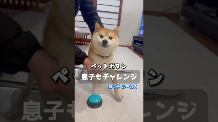 ペットボタンを学習中の末っ子ルーカス💙ルーカスは両親のどっちに似たのかな〜😂 #ペットボタン⁣#柴犬 #豆柴