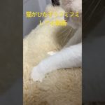 ペットホテル番猫ラテ　この後寝ました💤