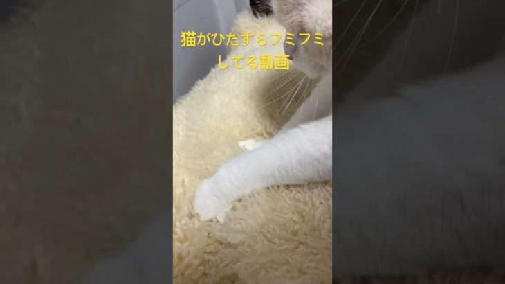 ペットホテル番猫ラテ　この後寝ました💤