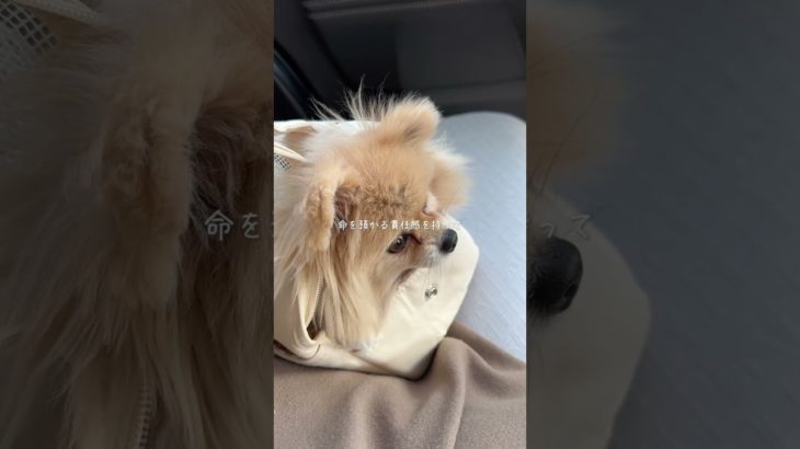 一人暮らしでペット飼ったけど