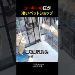 コーギーの圧がすごいペットショップ