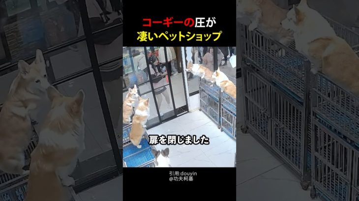 コーギーの圧がすごいペットショップ