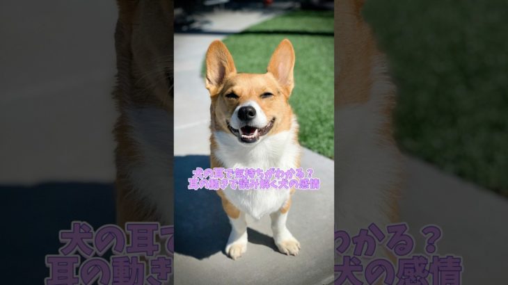 犬の耳で気持ちがわかる！？ #犬のいる生活 #ペット愛好家 #ペット動画 #いぬのきもち #犬とのコミュニケーション #犬の耳 #犬好きな人と繋がりたい #ペットとの絆 #愛犬