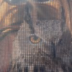 ペットカート使ったフクロウとの散歩