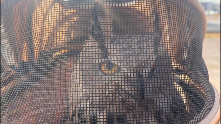 ペットカート使ったフクロウとの散歩