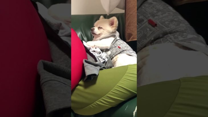【ふくちゃん】眠くて眠くて起こさないで#ポメラニアン#ペット