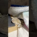 トカゲも冬は朝が苦手#フトアゴヒゲトカゲ #ペット動画 #爬虫類 #かわいい