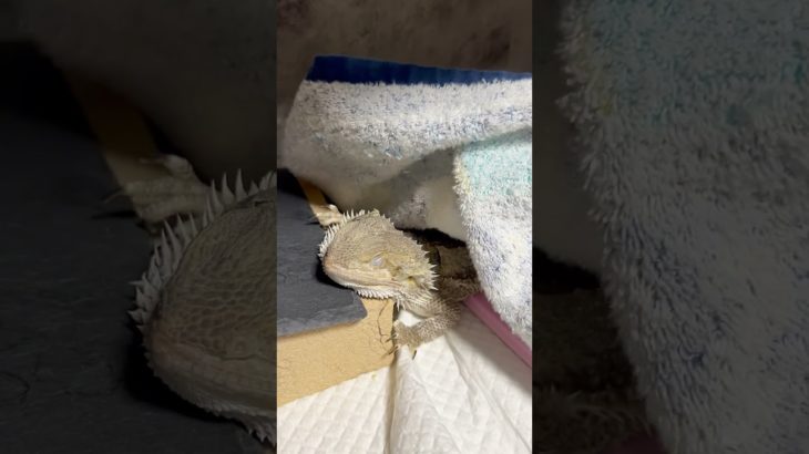 トカゲも冬は朝が苦手#フトアゴヒゲトカゲ #ペット動画 #爬虫類 #かわいい