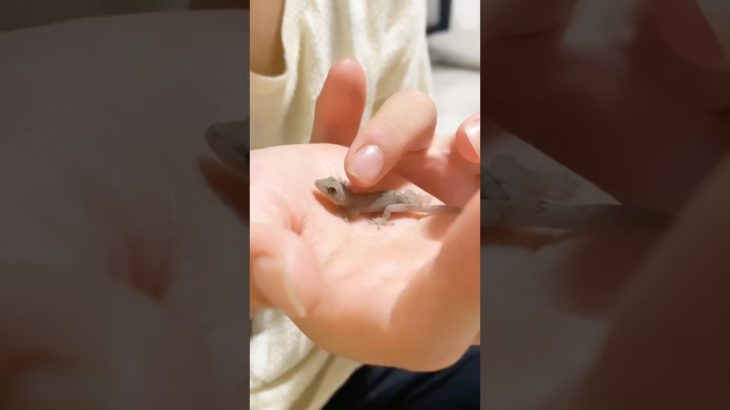 ヤモリちゃん走ります　#ヤモリ　#ニホンヤモリ　#ペットのいる生活