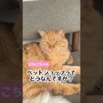 ペットショップってどうなんですか？ #動物病院 #癒し #獣医 #猫のいる暮らし #ペット相談 #動物 #動物愛護 #動物施設 #保護施設 #ペットショップ