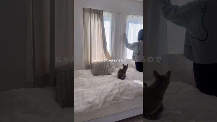 にゃんこダイエット#暮らしの日常 #暮らしのvlog #暮らし #ねこのいる暮らし