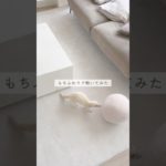 ペットにも安心なもちふわラグマットを敷くだけでお部屋の雰囲気ガラッと変わる🤍 #一人暮らし #購入品 #vlog #ラグマット #日常vlog